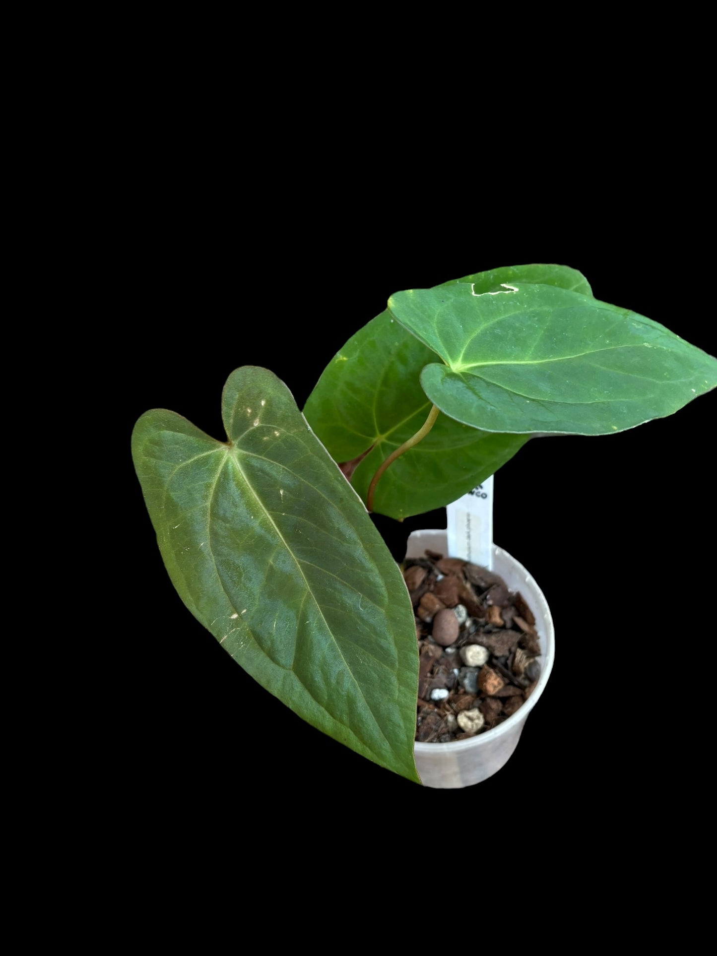 Anthurium dark phoenix