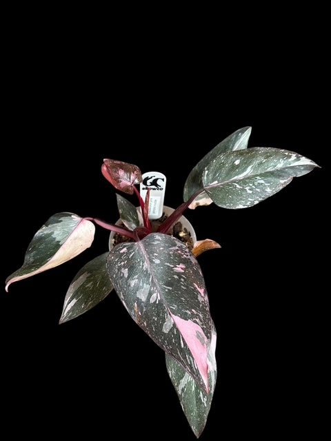 Philodendron pink princess marble