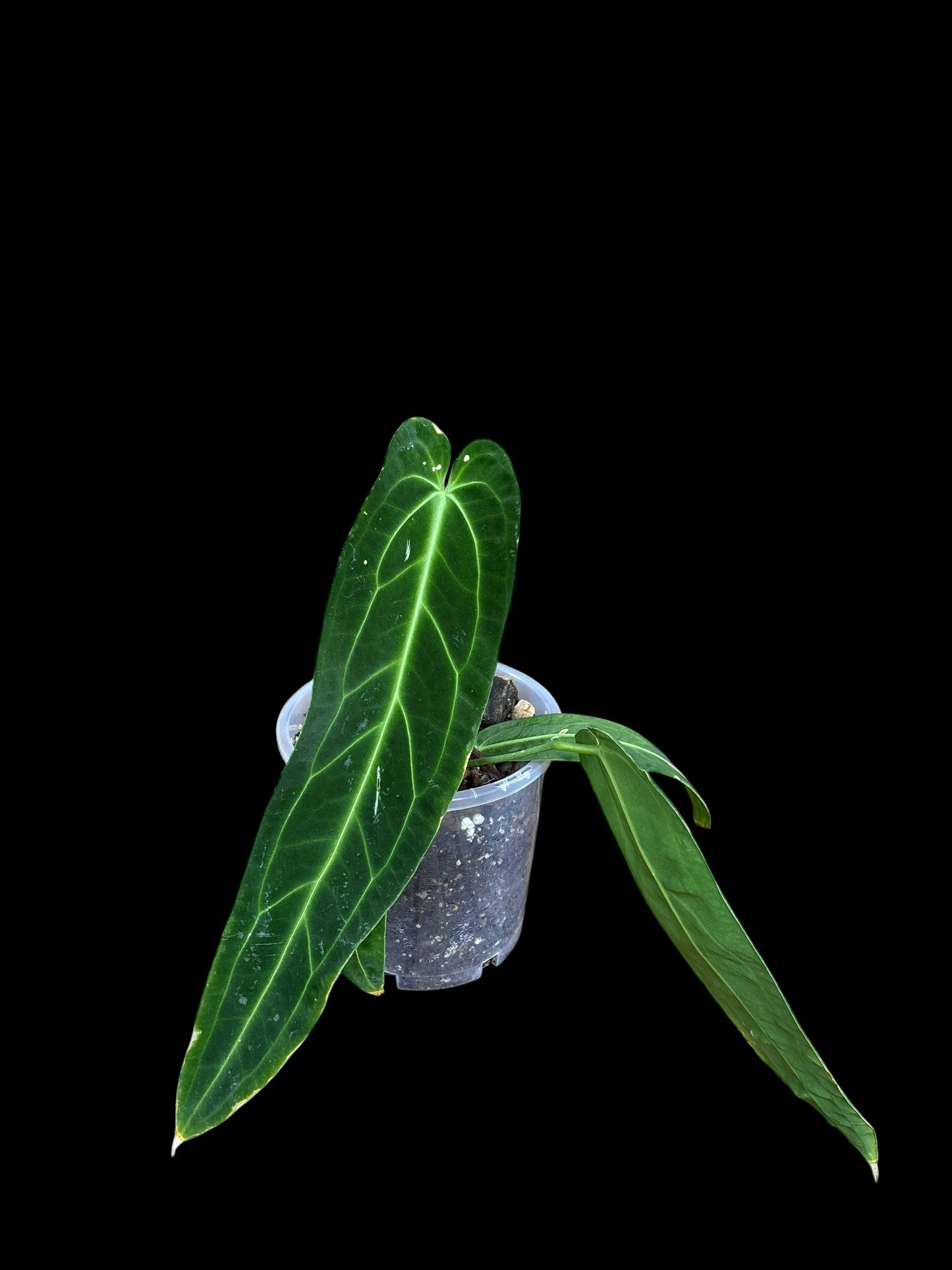 Anthurium warocquanum