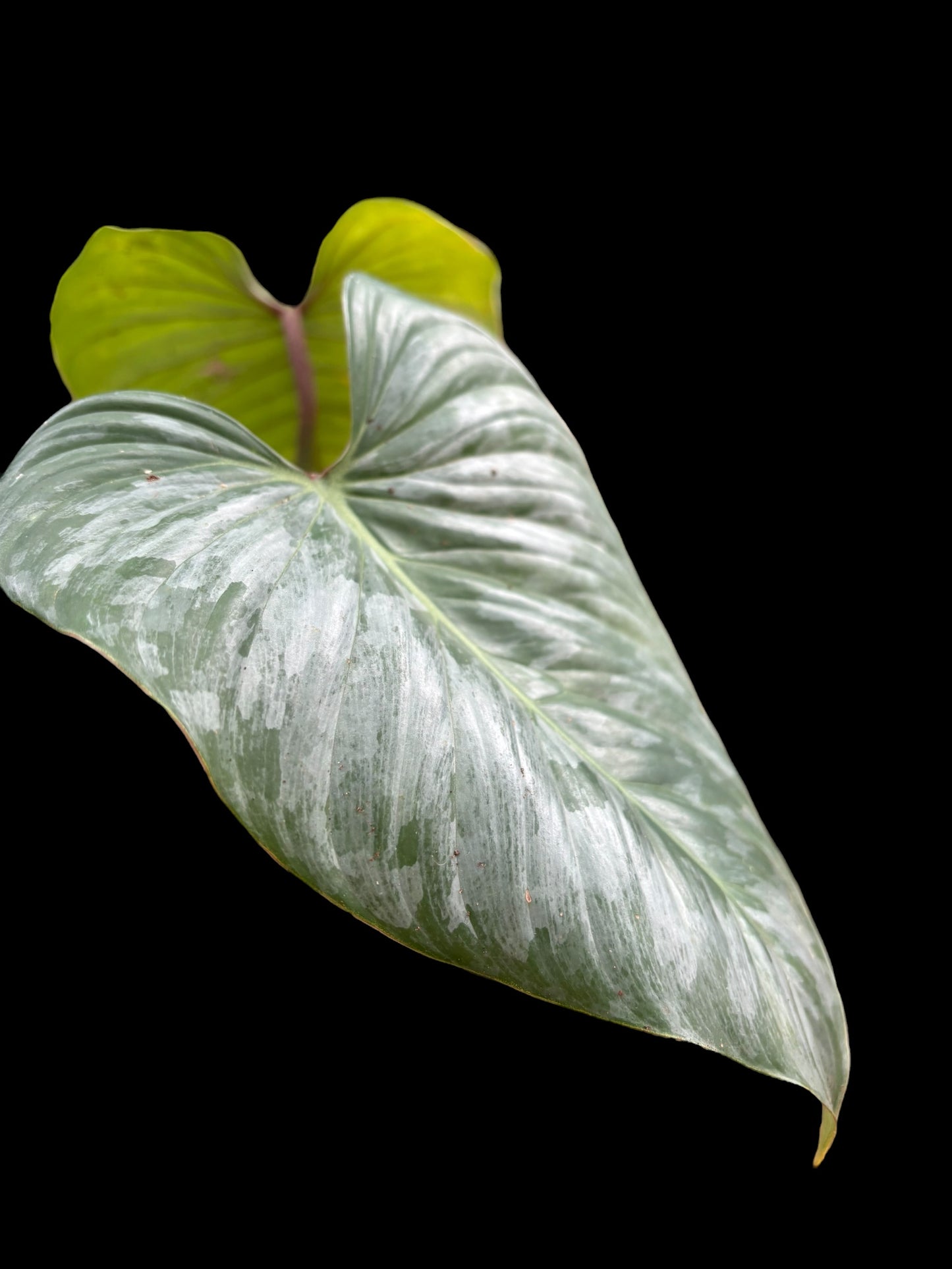 Philodendron sodiroi