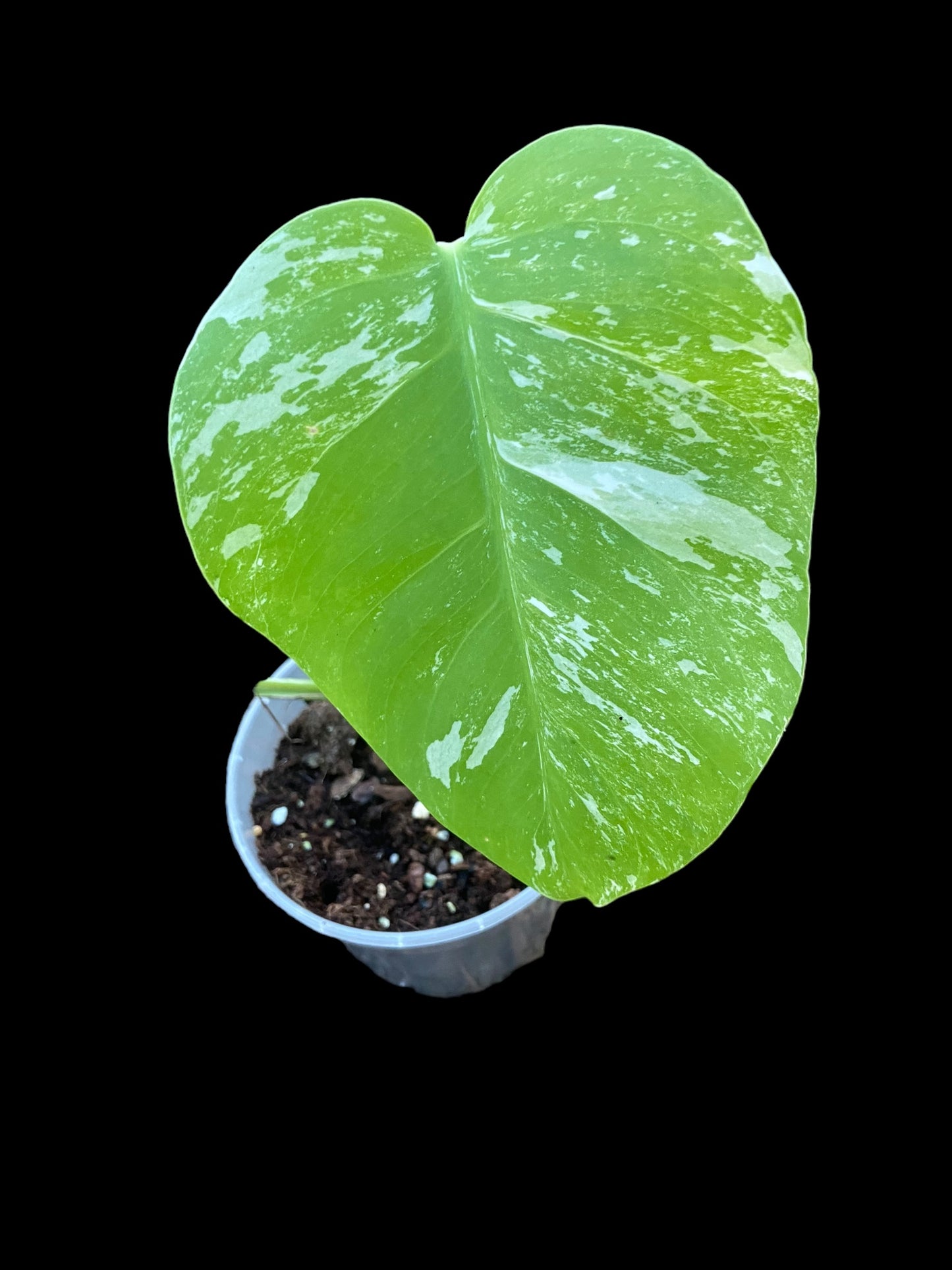 Monstera albo variegata - Dora