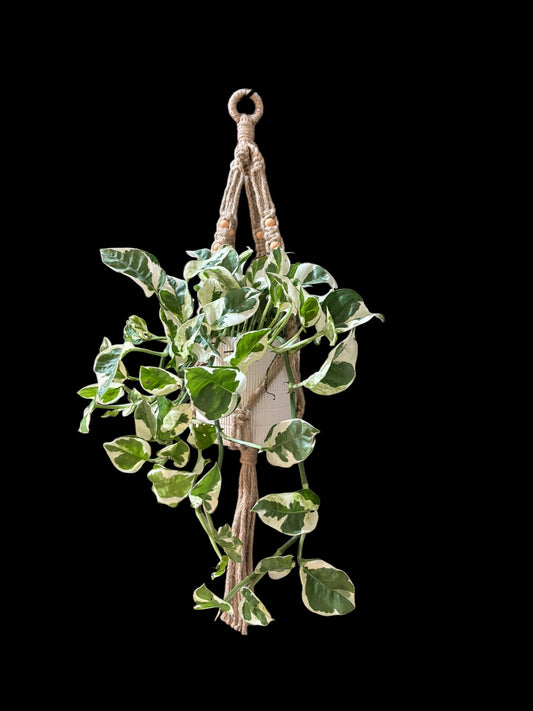 Beadroot - Jute macramé hanger