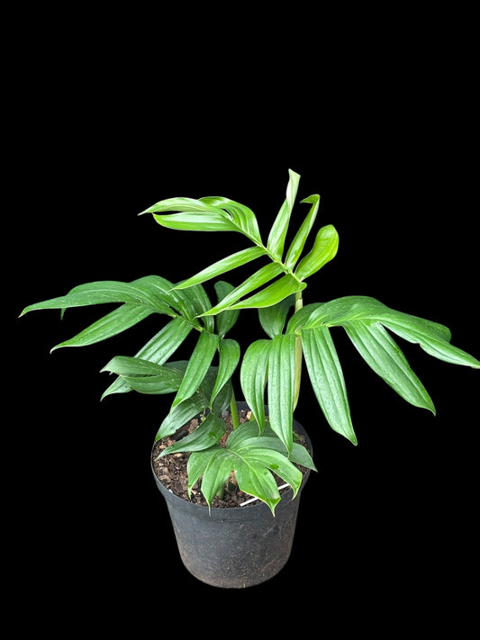 Rhapidophora decursiva