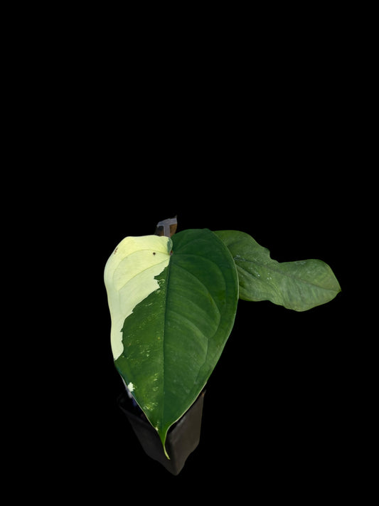 Syngonium chiapense variegata - Sarah