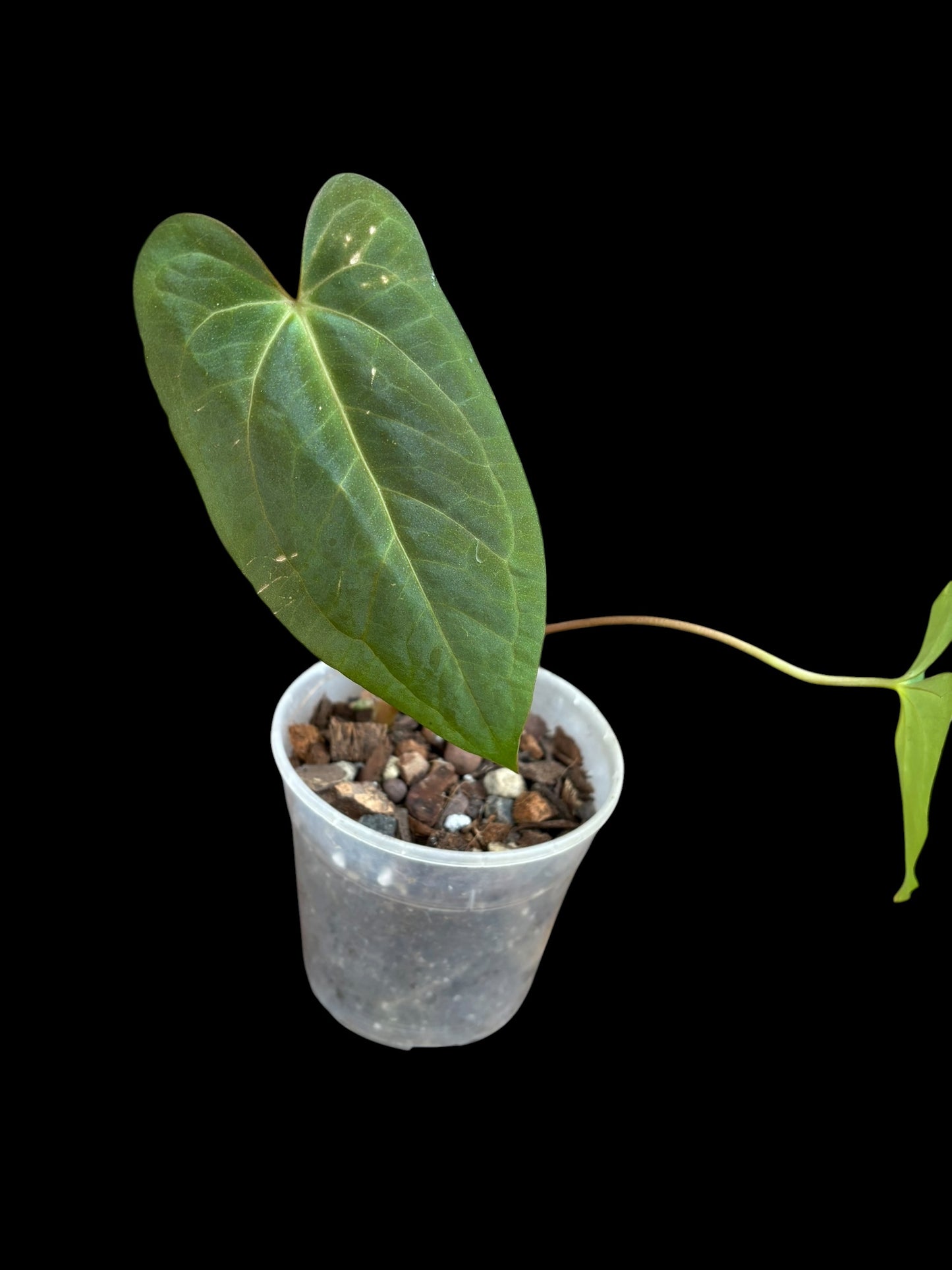 Anthurium dark phoenix