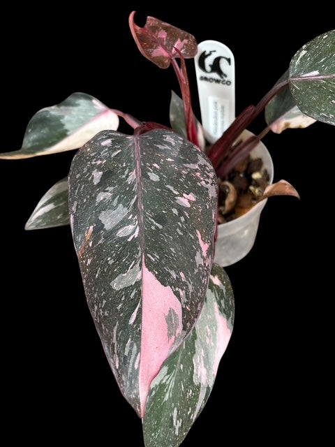 Philodendron pink princess marble