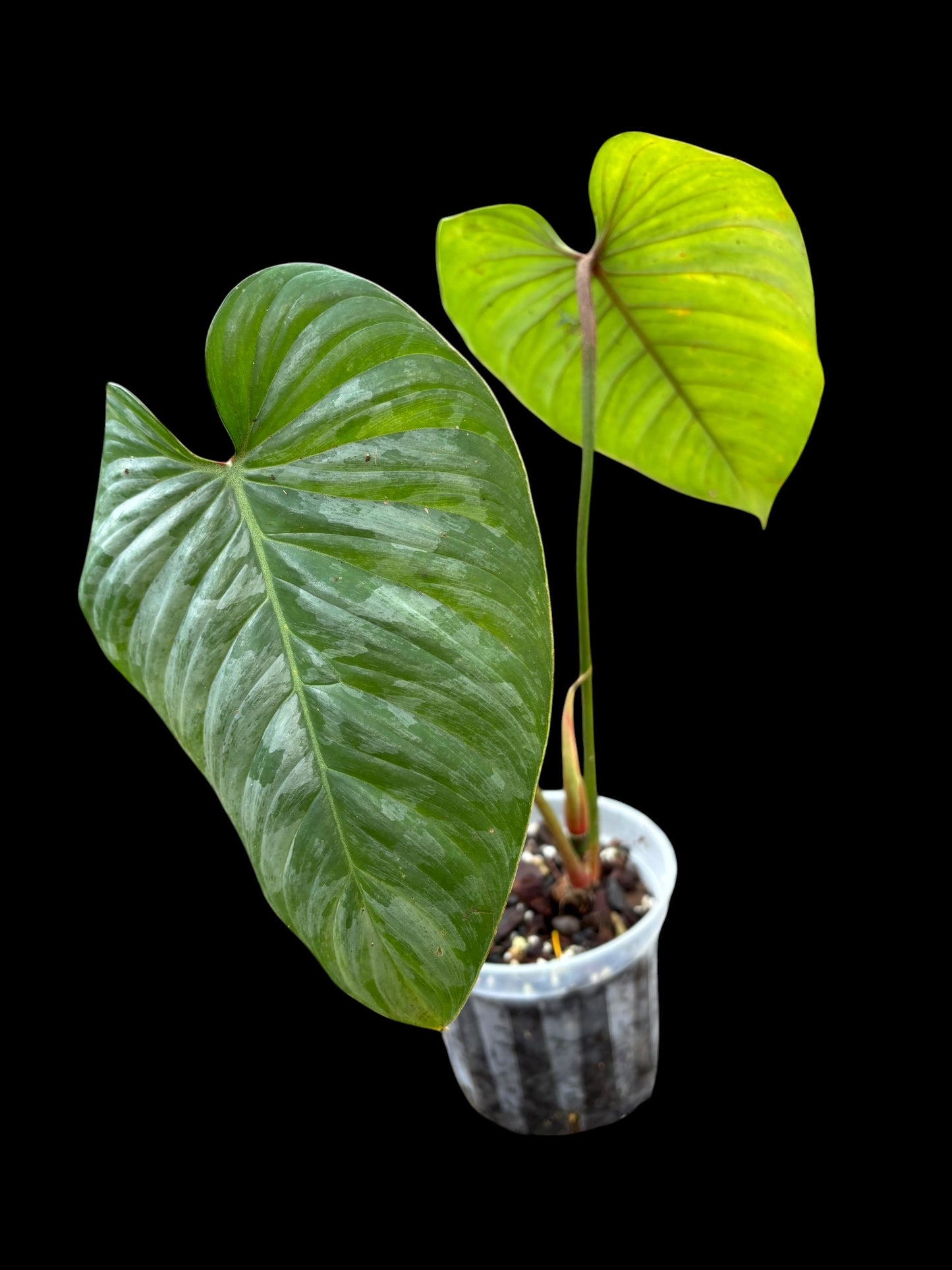 Philodendron sodiroi