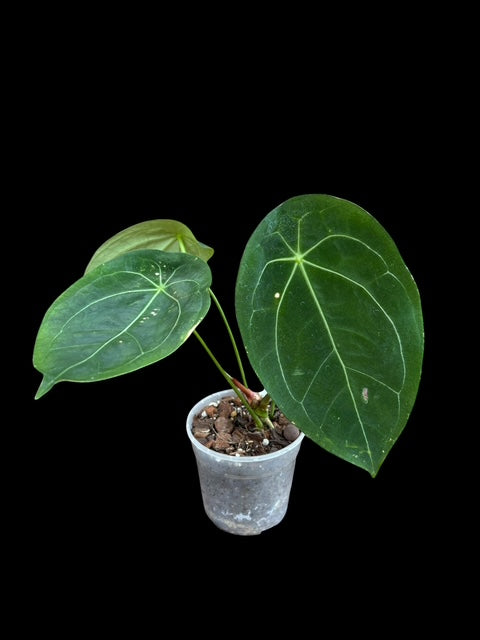 Anthurium blue papillilaminum x forgetii