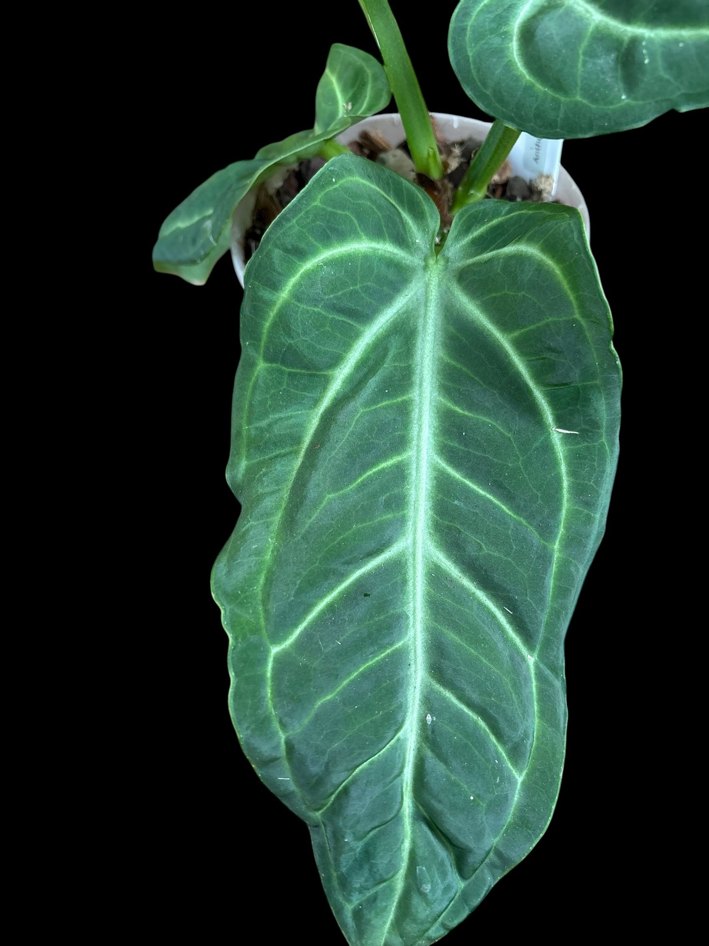 Anthruium villenoarum