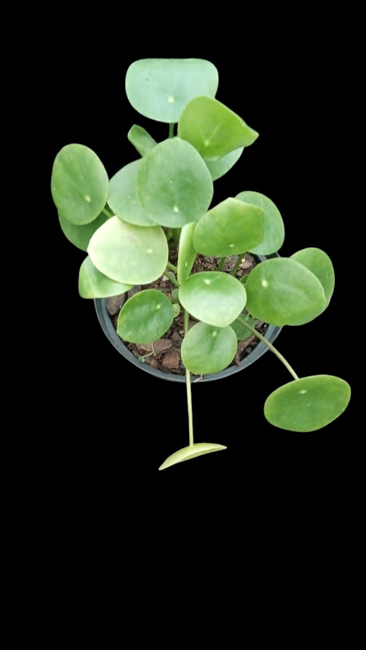Pilea peperomioides