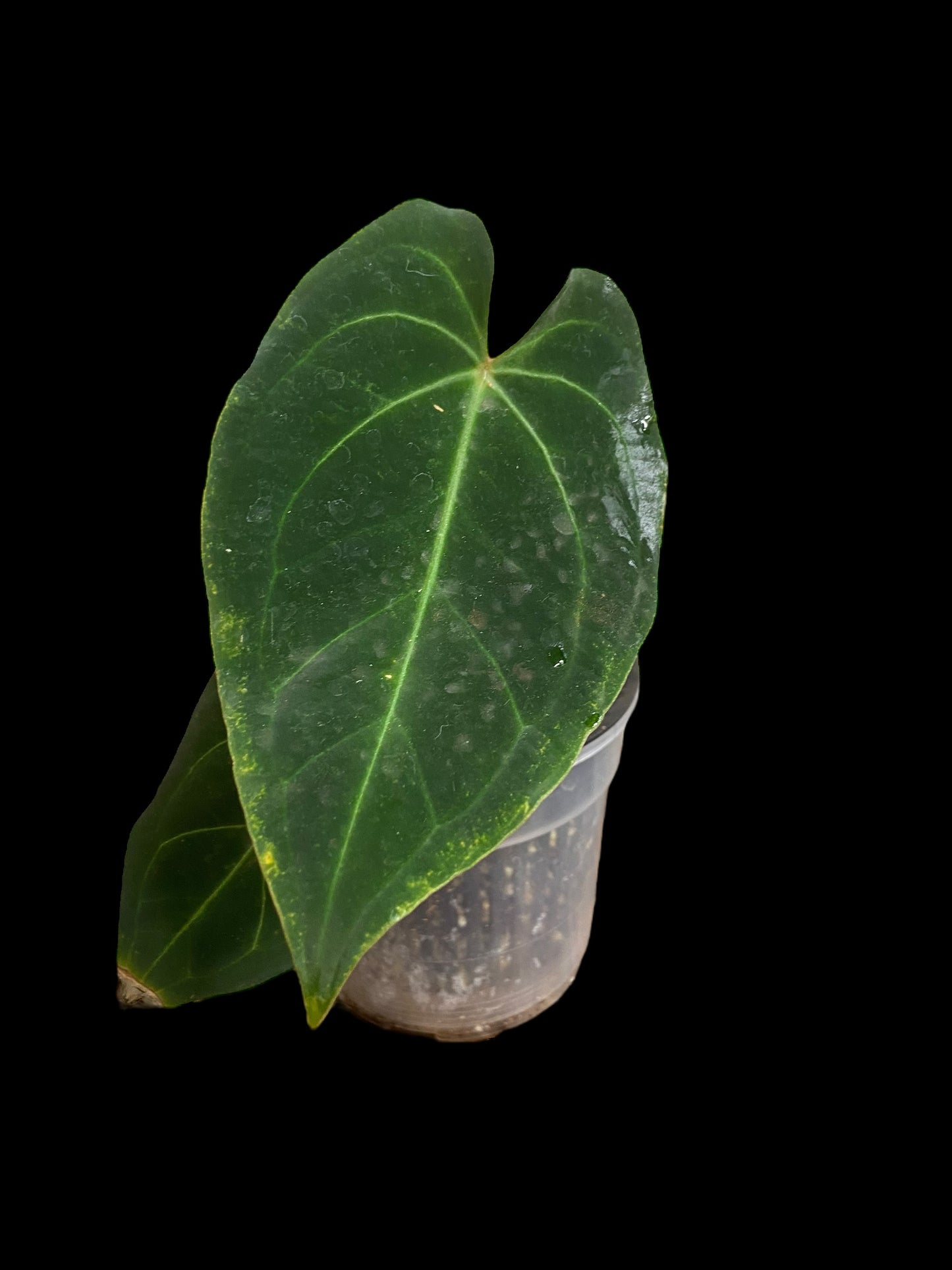 Anthurium besseae aff x clarinervium