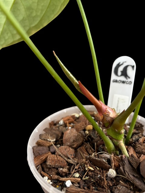 Anthurium blue papillilaminum x forgetii