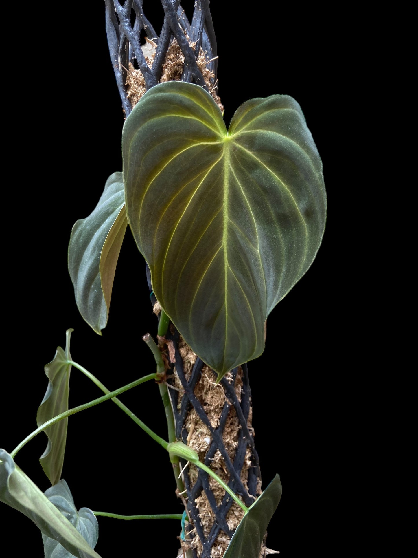 Philodendron splendid