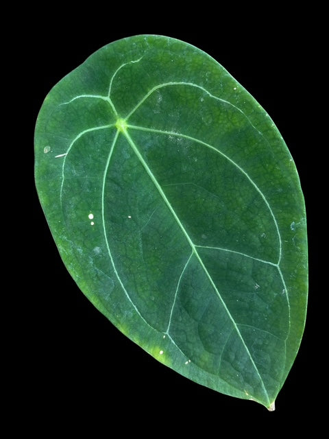 Anthurium blue papillilaminum x forgetii