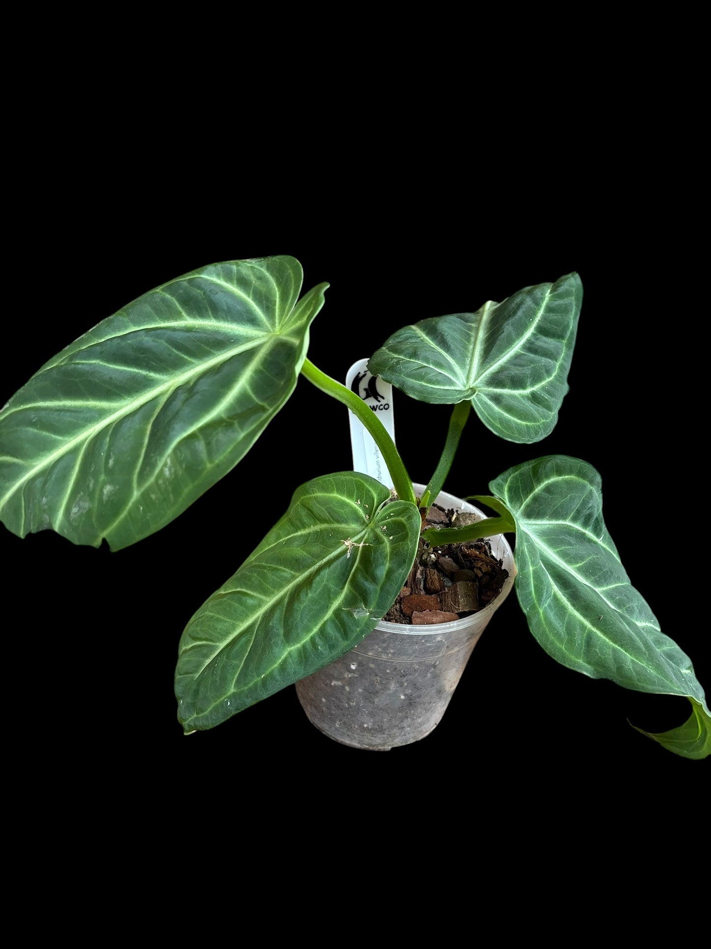 Anthruium villenoarum