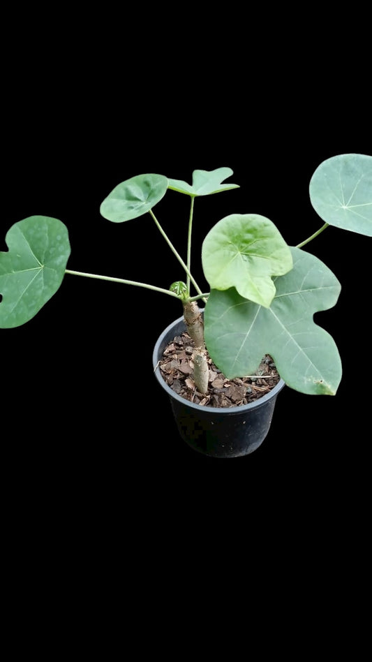 Jatropha podagrica