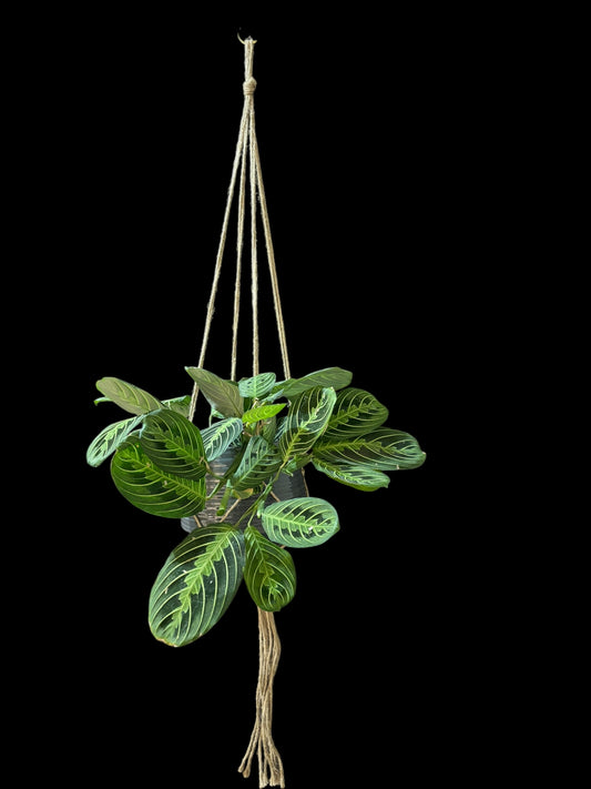 Forget me knot 1.2m - Jute macramé hanger