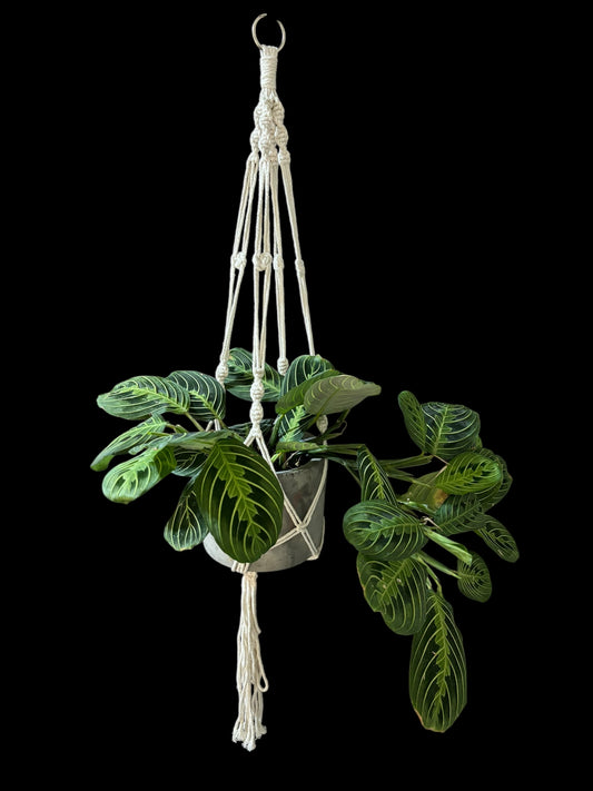 Post-tou-sties : Ivory macramé plant hanger