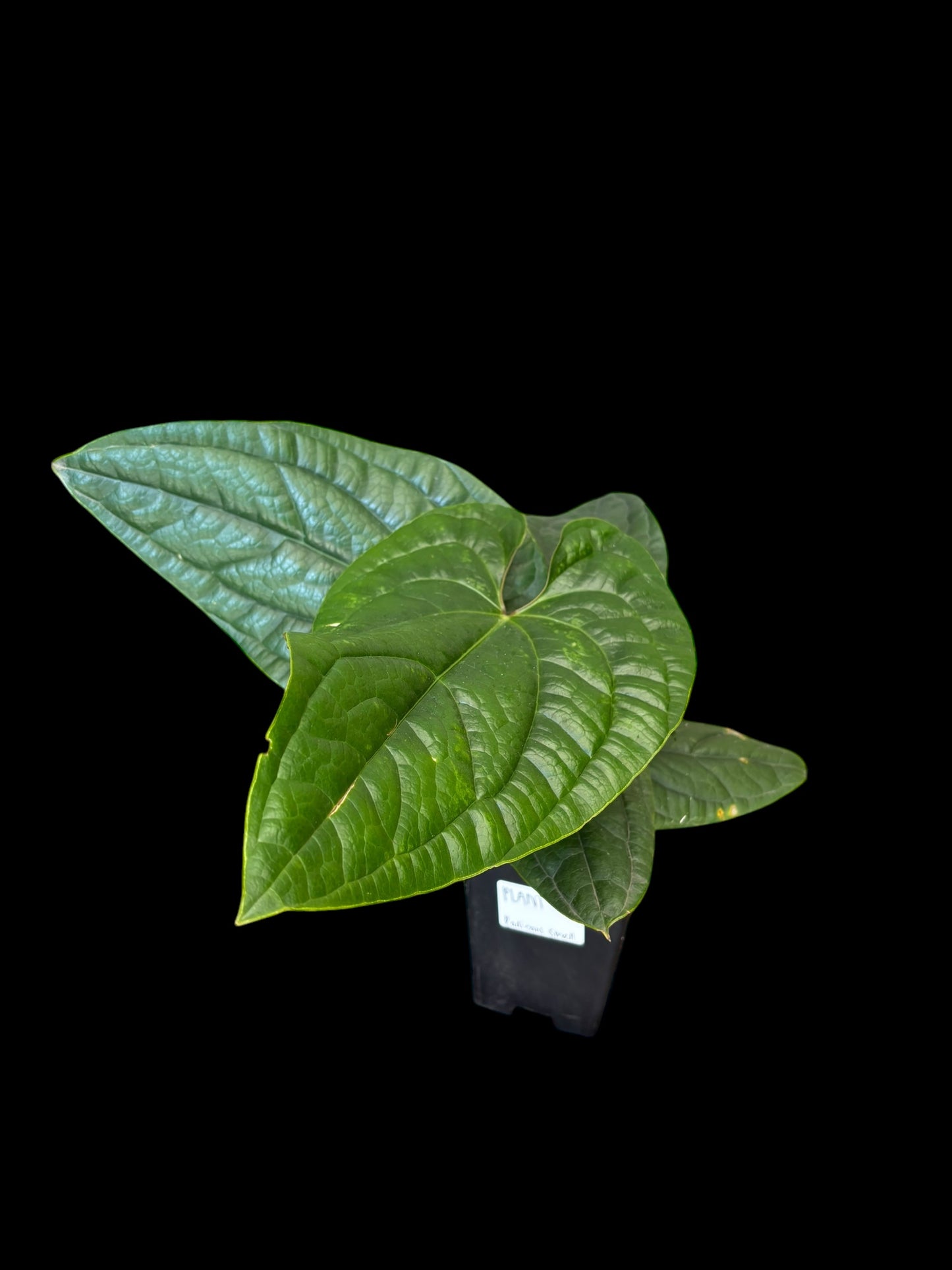 Anthurium radicans - Small