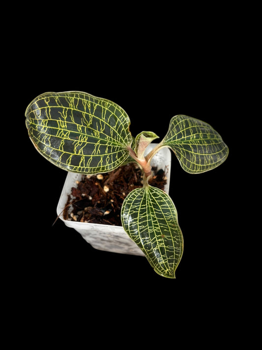 Macodes petola - jewel orchid