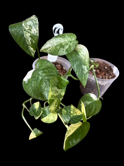 Epipremnum cebu blue variegata