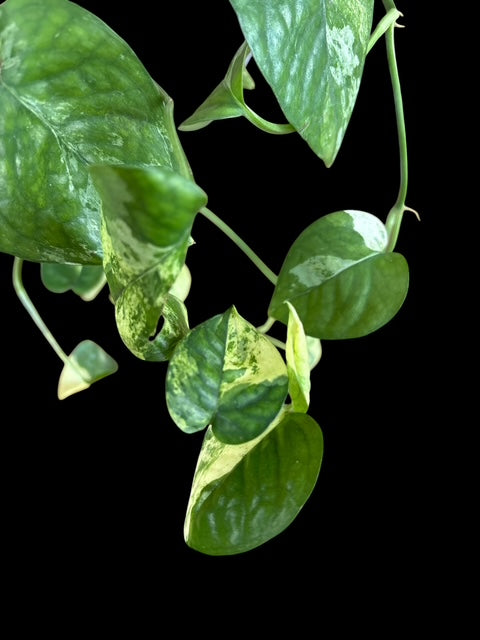 Epipremnum cebu blue variegata