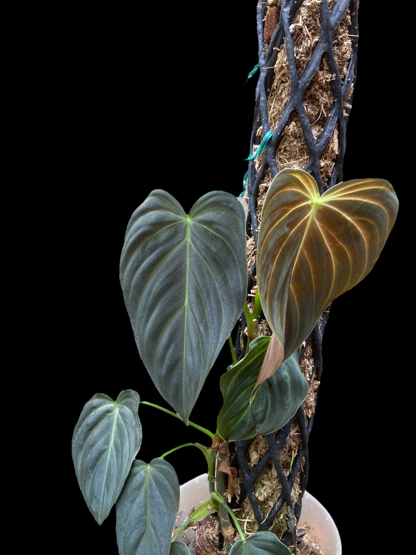 Philodendron splendid