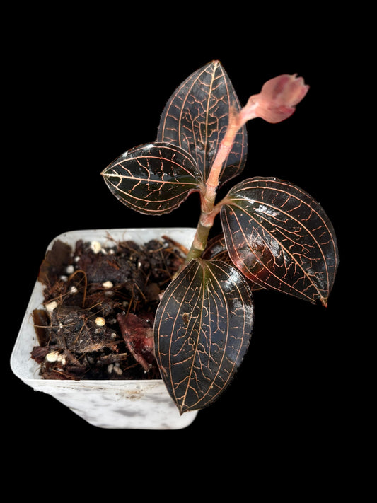 Anoectochilus roxburghii red veins - jewel orchid