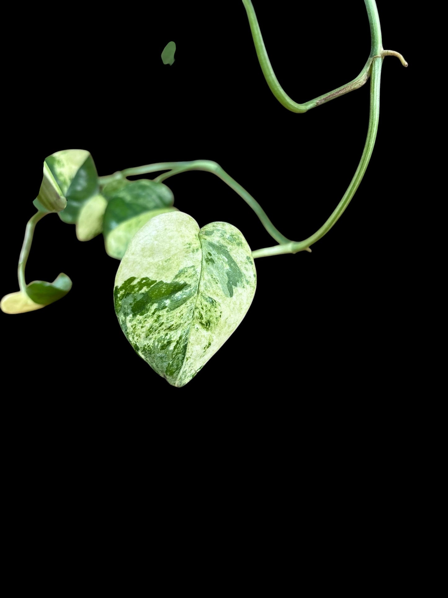 Epipremnum cebu blue variegata