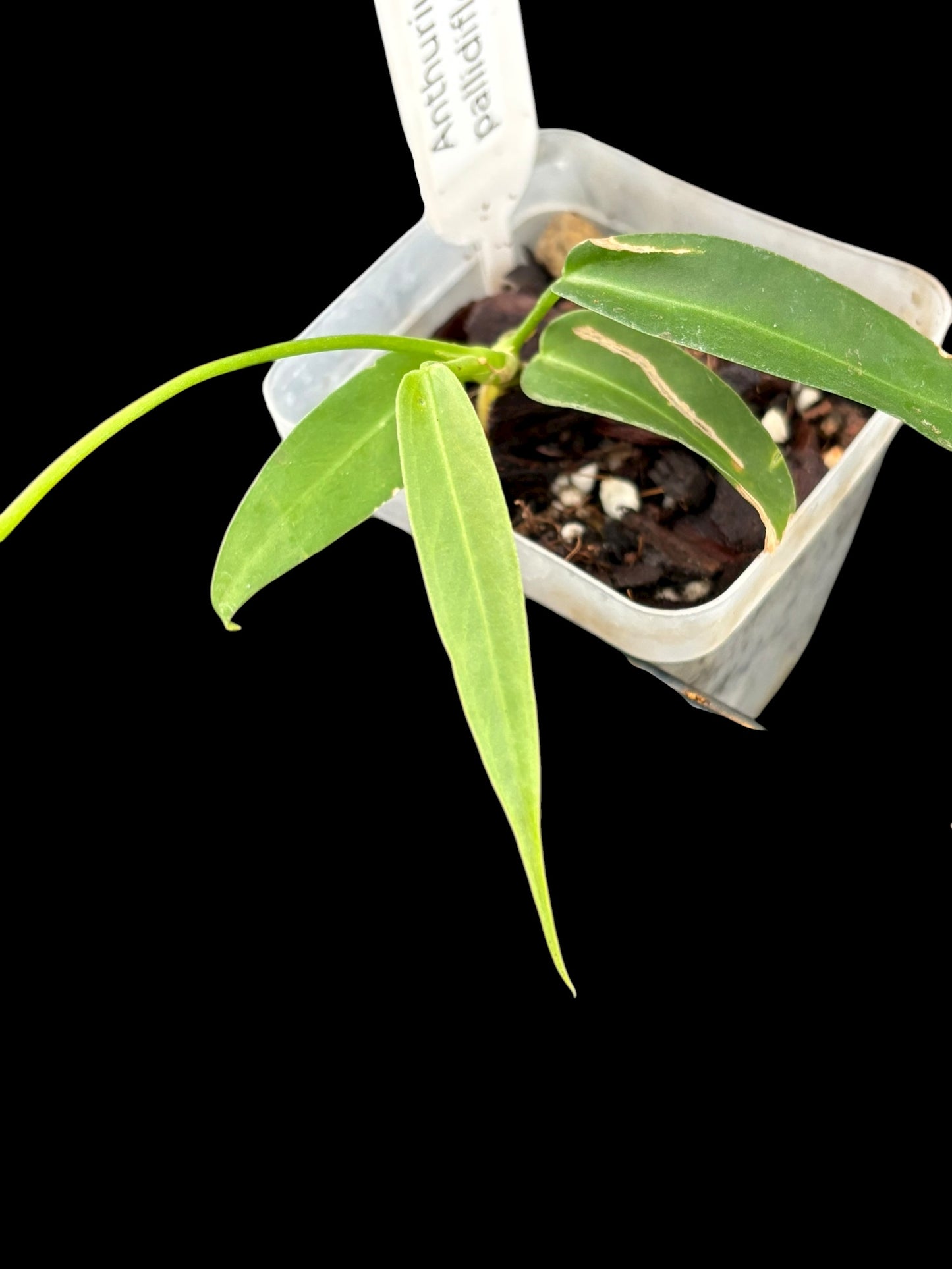 Anthurium pallidiflorum