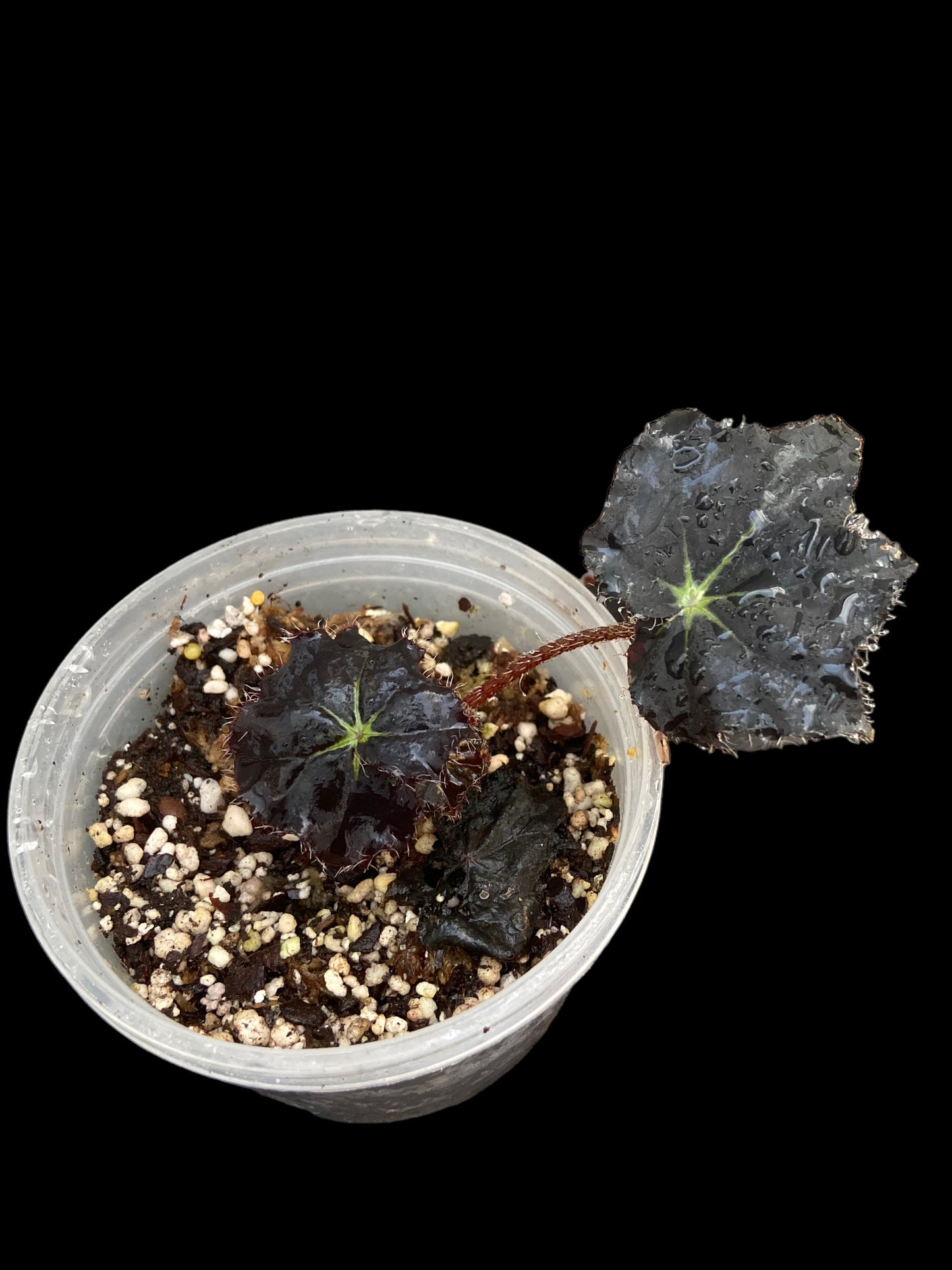 Begonia black velvet