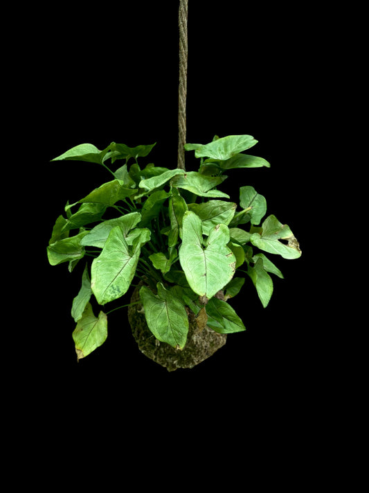 Syngonium mango allusion kokedama