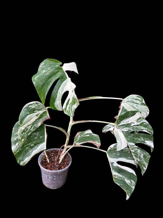 Monstera albo variegata - Alectrona