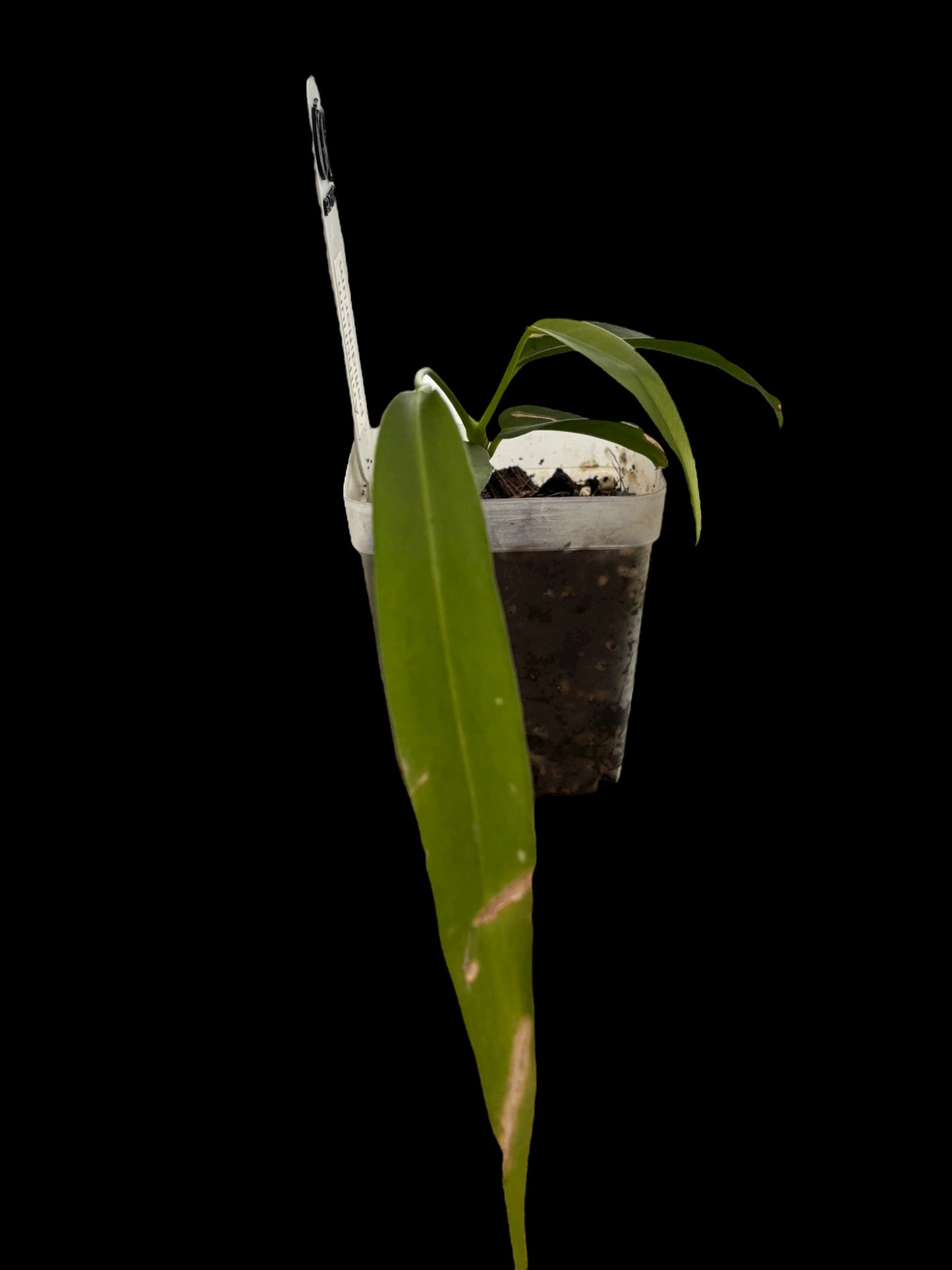 Anthurium pallidiflorum