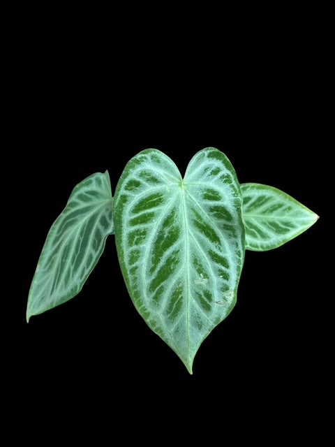 Anthurium silver king x warocquanum