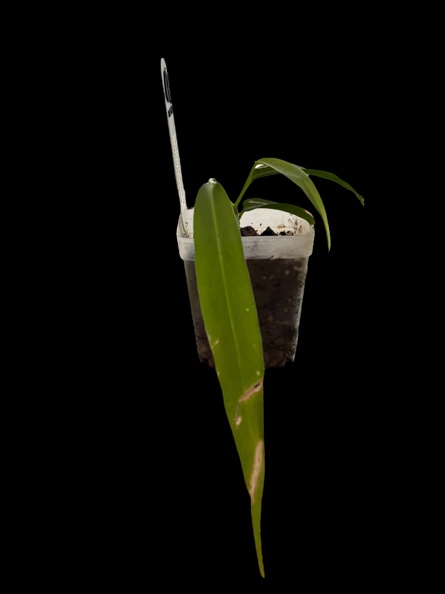 Anthurium pallidiflorum