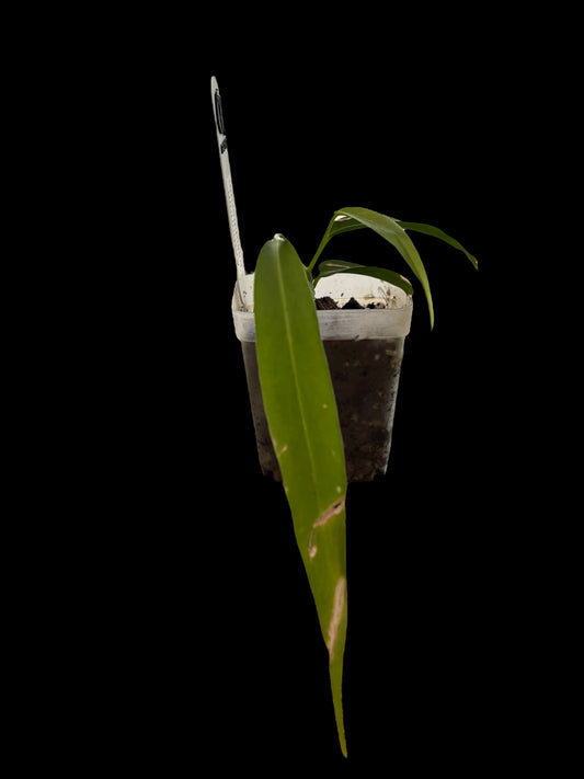 Anthurium pallidiflorum
