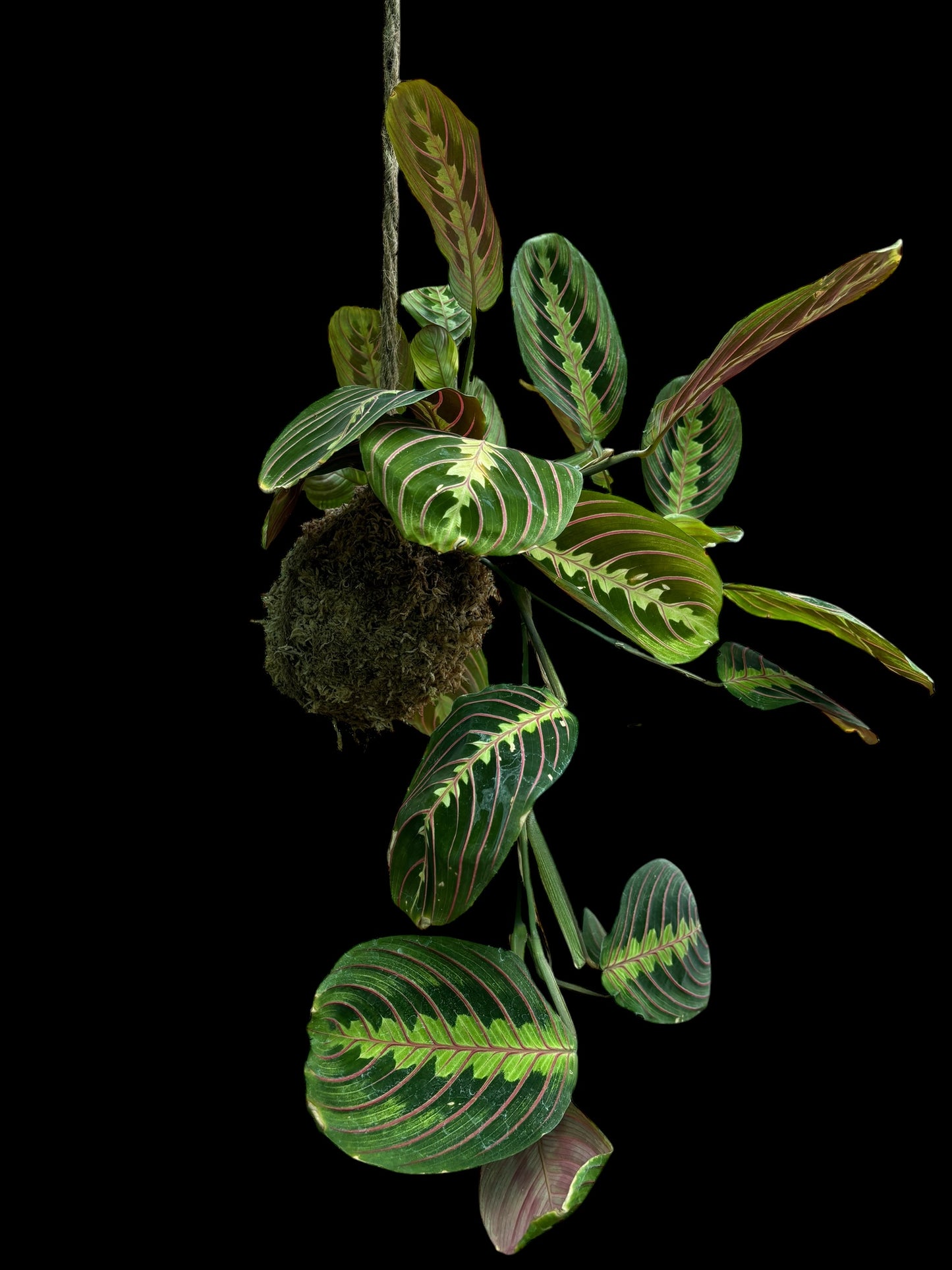 Maranta leuconeura kokedama