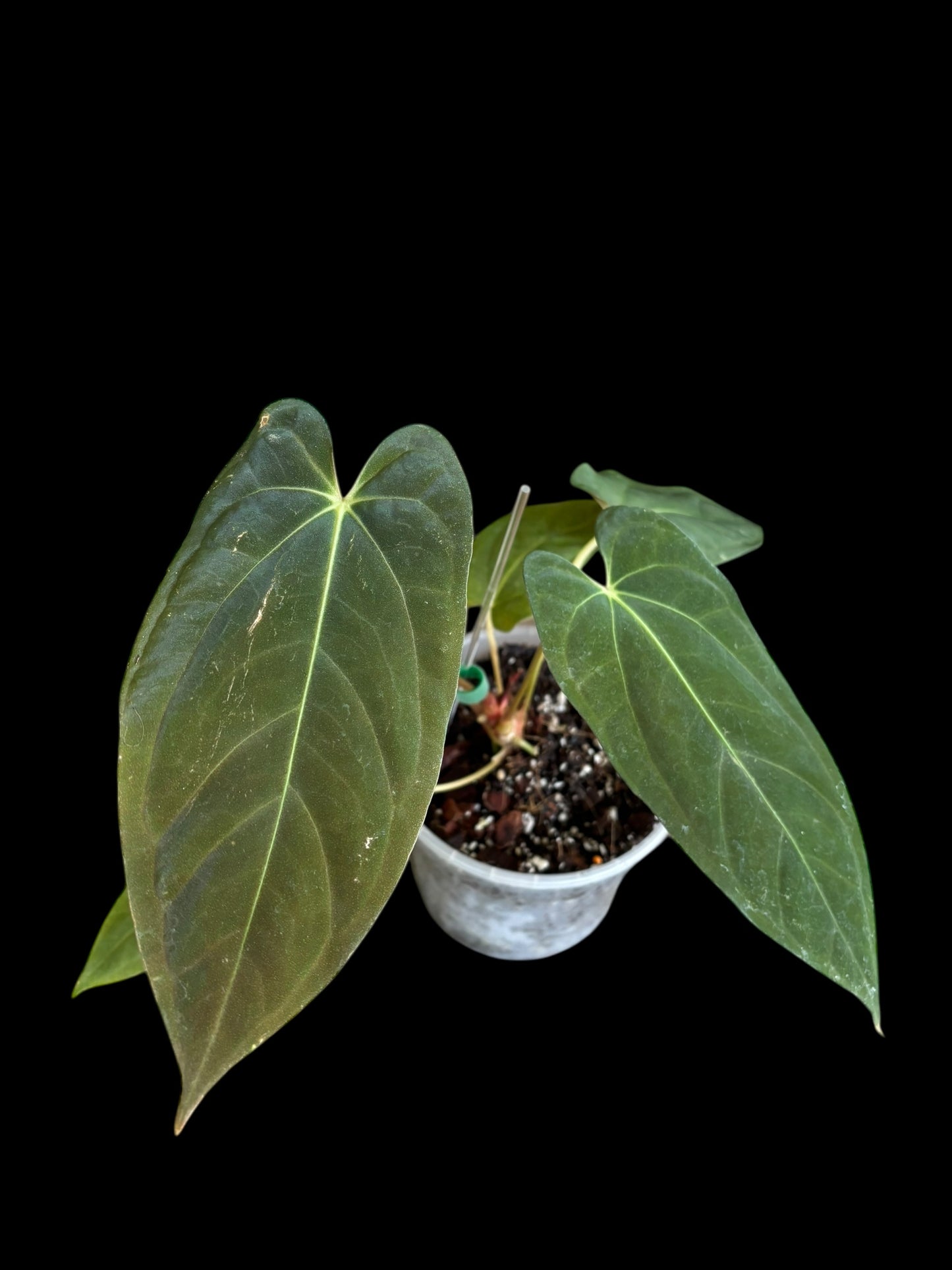 Anthurium corduroy x fort sherman