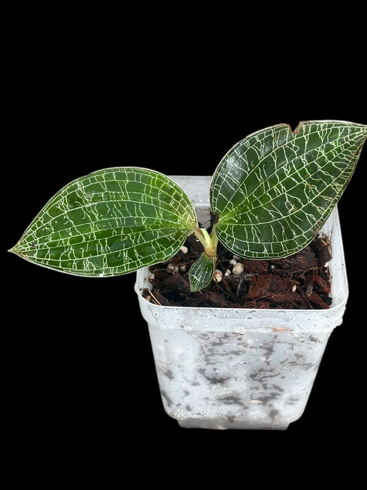 Jewel orchid NOID