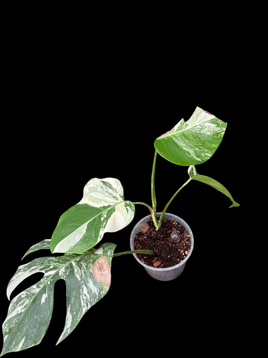 Monstera albo variegata - Hera