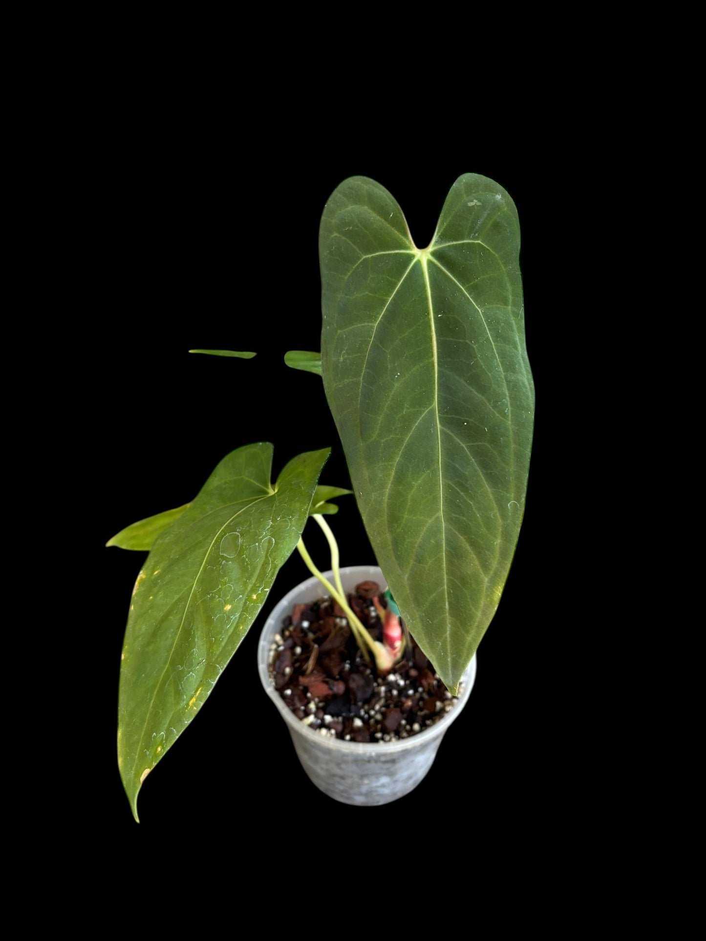 Anthurium corduroy x fort sherman