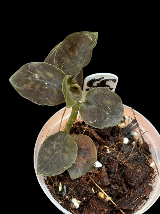 Cystorchis stenoglossa brown