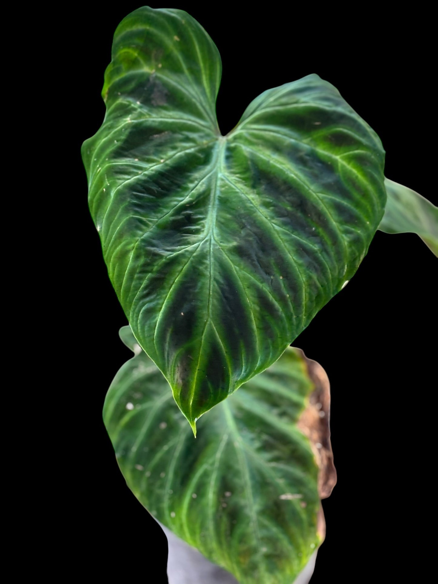 Philodendron verrucosum 2