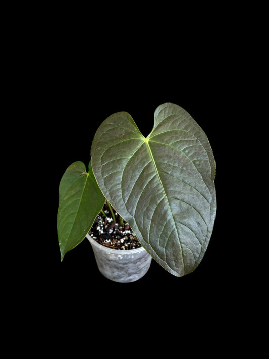 Anthurium moodeanum