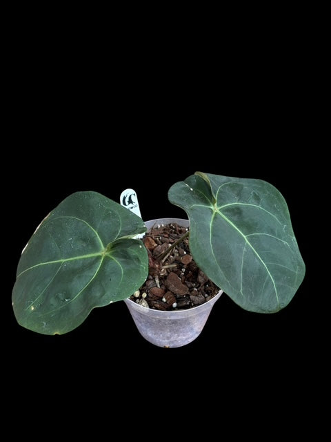 Anthurium AOS x forgetii