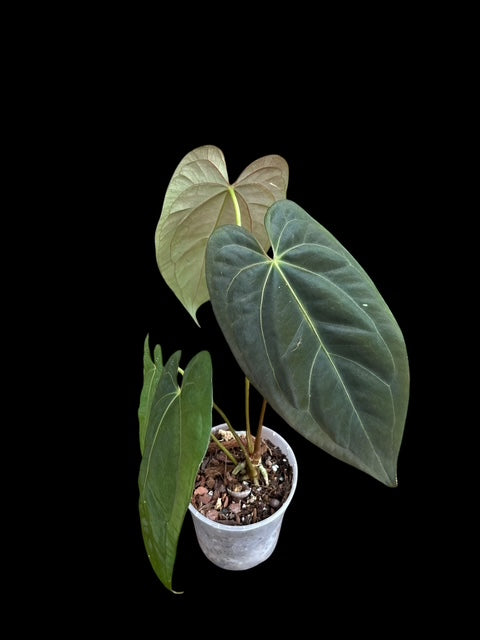 Anthurium black phoenix (Bloody night x dark phoenix) Plant B