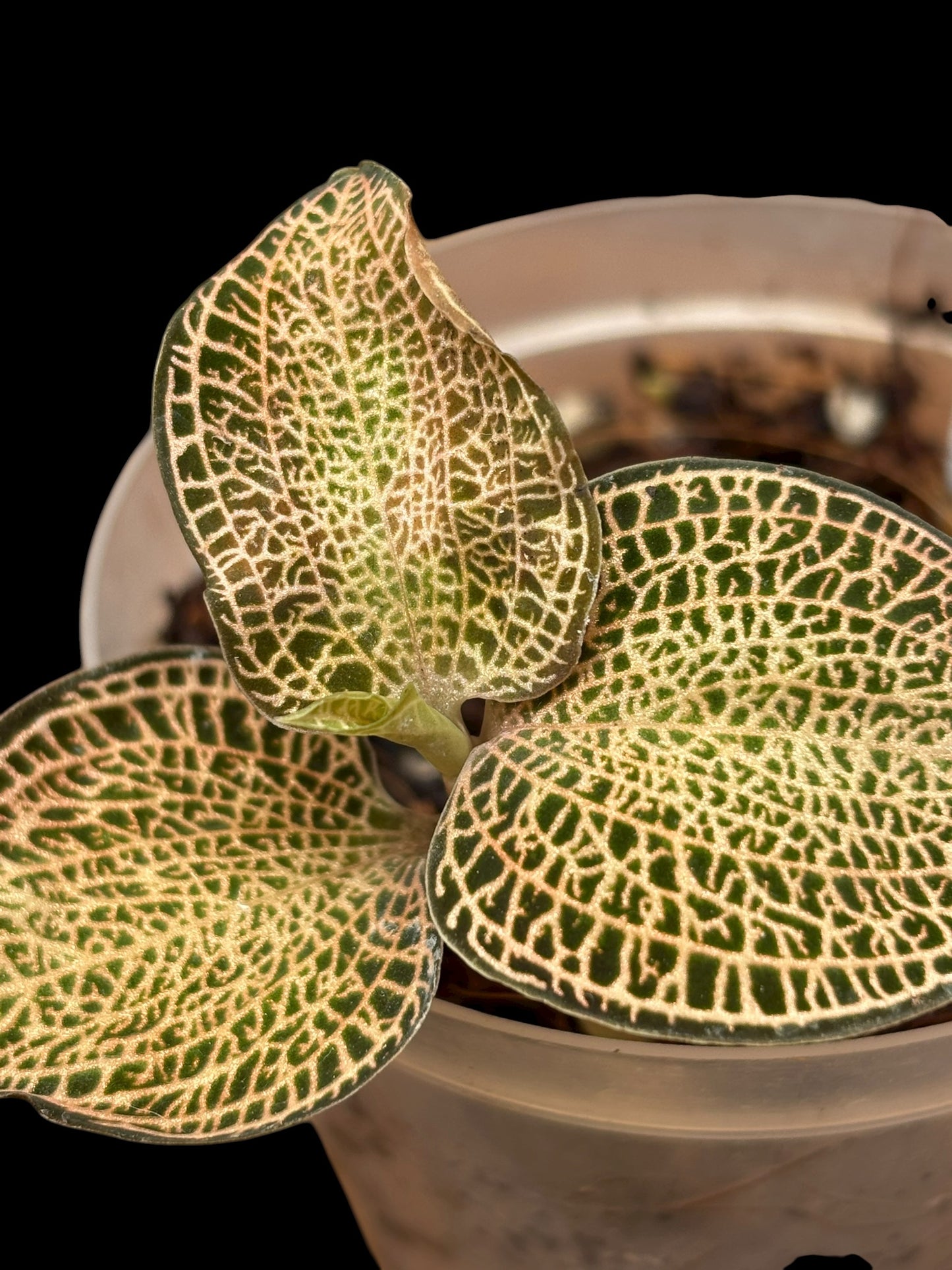 Anoechtochillus 'golden fleece'