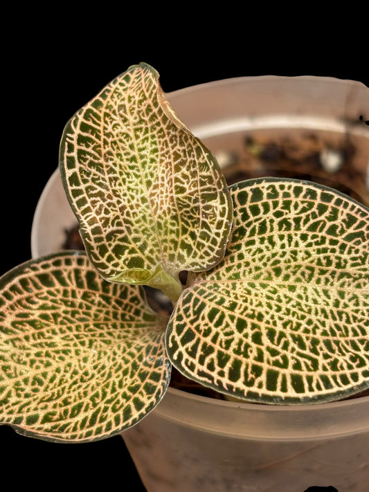 Anoechtochillus 'golden fleece'