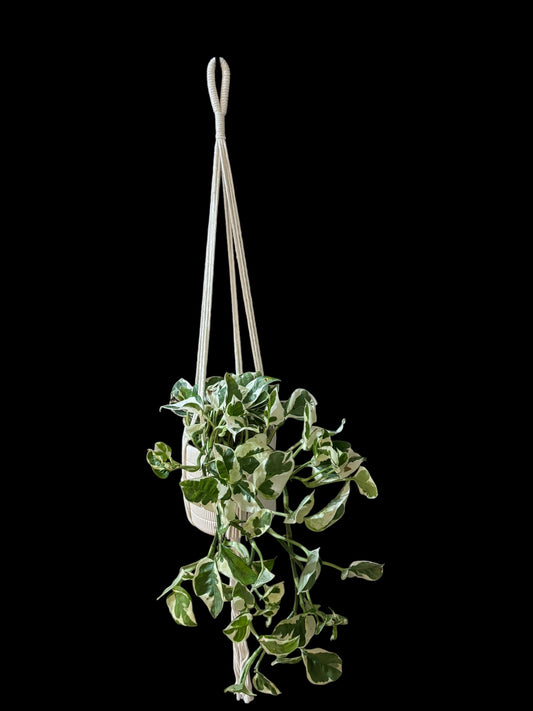 Kaap van Goedeknoop - Ivory macramé plant hanger